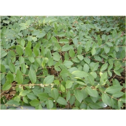 krzewy Suchodrzew Purpusa K130