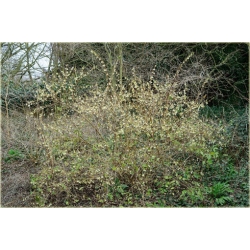 krzewy Suchodrzew Purpusa K130