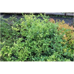 krzewy Suchodrzew Purpusa K130