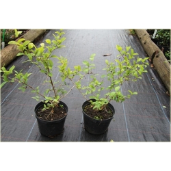 krzewy Suchodrzew Purpusa K130