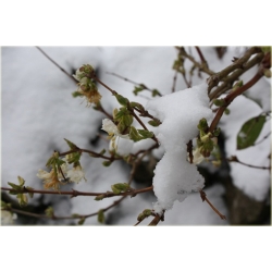 krzewy Suchodrzew Purpusa K130