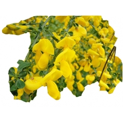 krzewy Szczodrzeniec płożący K73