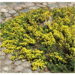 krzewy Szczodrzeniec płożący K73