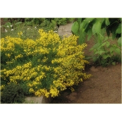 krzewy Szczodrzeniec płożący K73