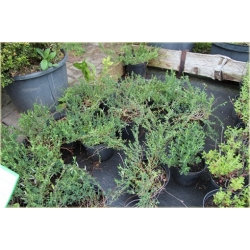 krzewy Szczodrzeniec płożący K73