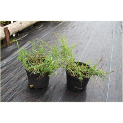 krzewy Szczodrzeniec płożący K73