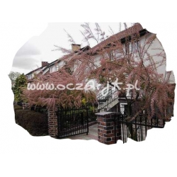 krzewy Tamaryszek drobnokwiatowy K63