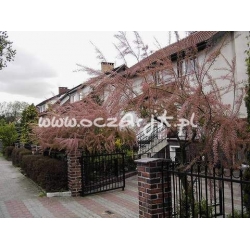 krzewy Tamaryszek drobnokwiatowy K63