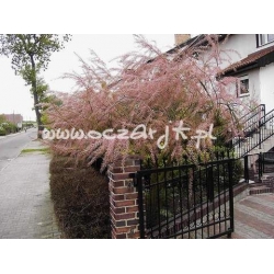 krzewy Tamaryszek drobnokwiatowy K63