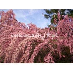 krzewy Tamaryszek drobnokwiatowy K63