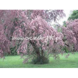 krzewy Tamaryszek drobnokwiatowy K63