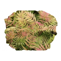 krzewy Tawlina jarzębolistna Sem K198