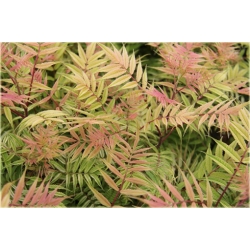 krzewy Tawlina jarzębolistna Sem K198