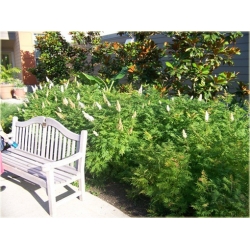 krzewy Tawlina jarzębolistna Sem K198