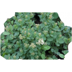 krzewy Tawuła brzozolistna Tor K199