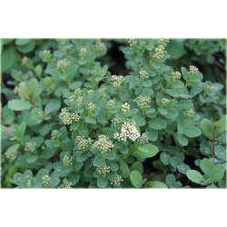 krzewy Tawuła brzozolistna Tor K199