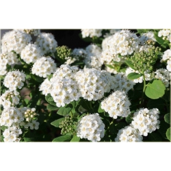 krzewy Tawuła brzozolistna Tor K199