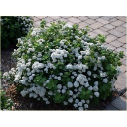 krzewy Tawuła brzozolistna Tor K199