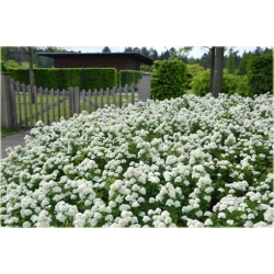 krzewy Tawuła brzozolistna Tor K199