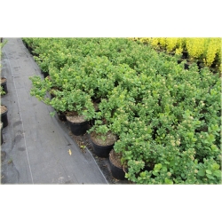 krzewy Tawuła brzozolistna Tor K199