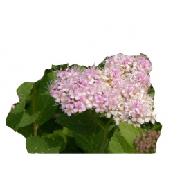 krzewy Tawuła gęstokwiatowa K116