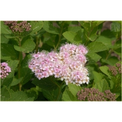 krzewy Tawuła gęstokwiatowa K116