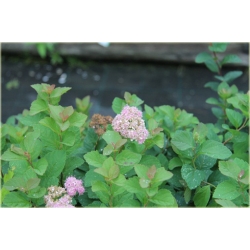 krzewy Tawuła gęstokwiatowa K116