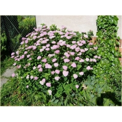 krzewy Tawuła gęstokwiatowa K116