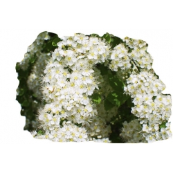 krzewy Tawuła japońska Albiflora K123