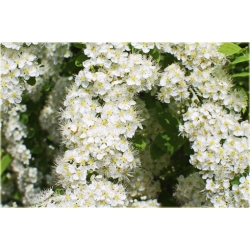 krzewy Tawuła japońska Albiflora K123