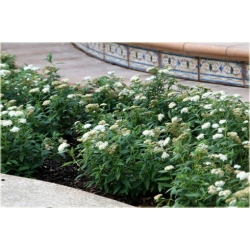 krzewy Tawuła japońska Albiflora K123