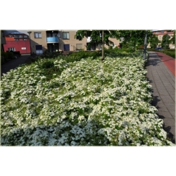 krzewy Tawuła japońska Albiflora K123