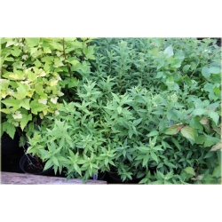 krzewy Tawuła japońska Albiflora K123