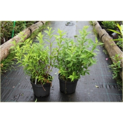 krzewy Tawuła japońska Albiflora K123