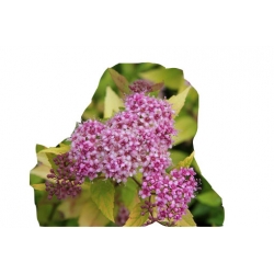 krzewy Tawuła jap Golden Princess K167