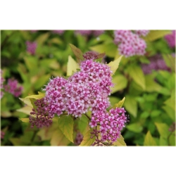 krzewy Tawuła jap Golden Princess K167