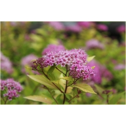 krzewy Tawuła jap Golden Princess K167