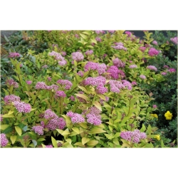 krzewy Tawuła jap Golden Princess K167