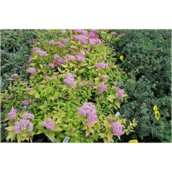 krzewy Tawuła jap Golden Princess K167