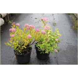 krzewy Tawuła jap Golden Princess K167