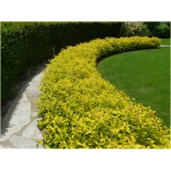 krzewy Tawuła jap Golden Princess K167