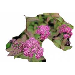 krzewy Tawuła japońska Goldflame K169