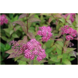 krzewy Tawuła japońska Goldflame K169