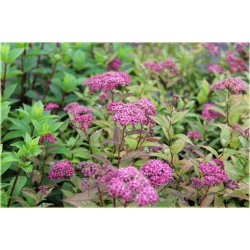 krzewy Tawuła japońska Goldflame K169