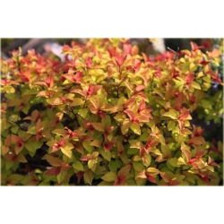 krzewy Tawuła japońska Goldflame K169