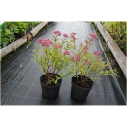 krzewy Tawuła japońska Goldflame K169