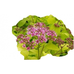 krzewy Tawuła japońska Goldmund K170