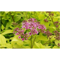 krzewy Tawuła japońska Goldmund K170