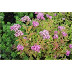 krzewy Tawuła japońska Goldmund K170