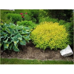 krzewy Tawuła japońska Goldmund K170